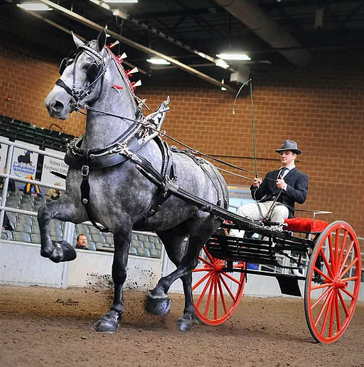 Percheron Mare - Windermeres Ozzie